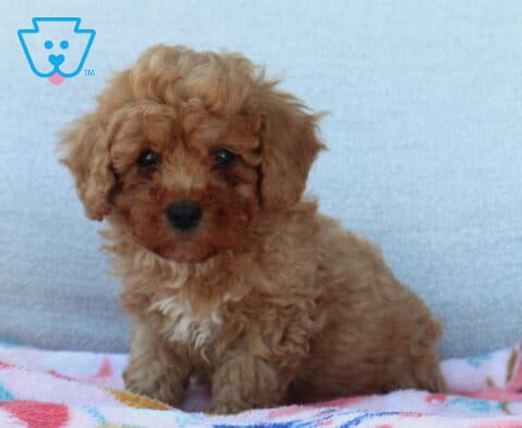 Luke Mini Poodle2