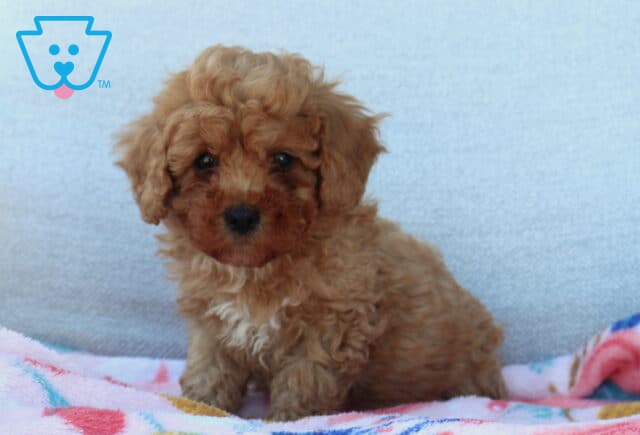Luke Mini Poodle2 image