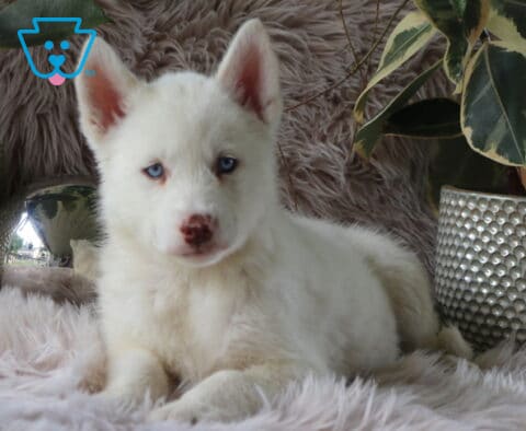 Luna Alusky