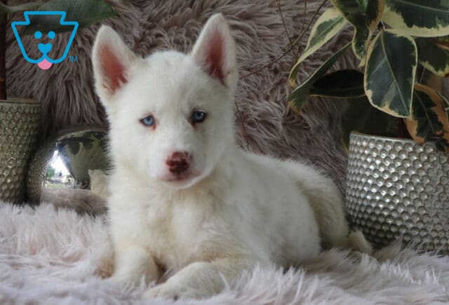 Luna Alusky image