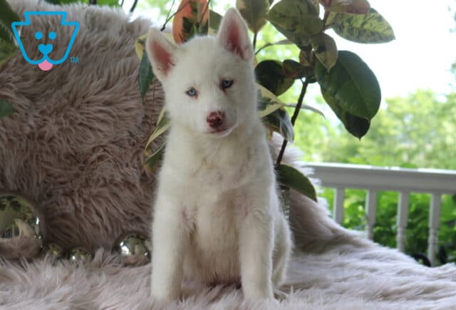 Luna Alusky2 image