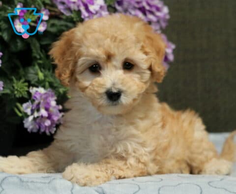 Luna Bichpoo