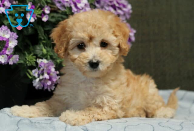 Luna Bichpoo image
