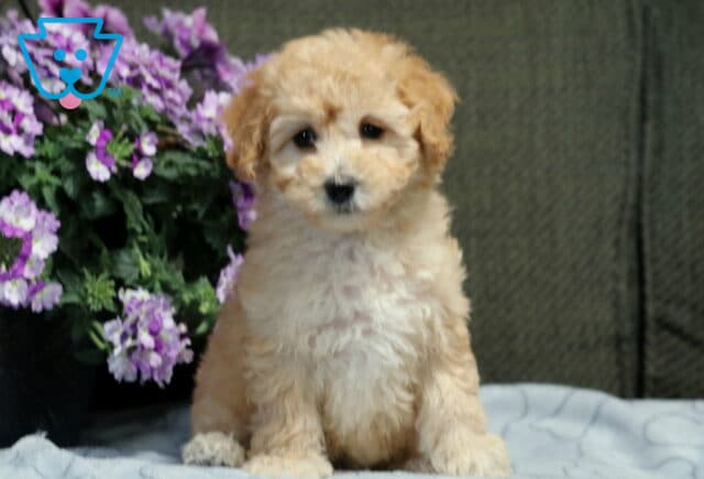 Luna Bichpoo2 image