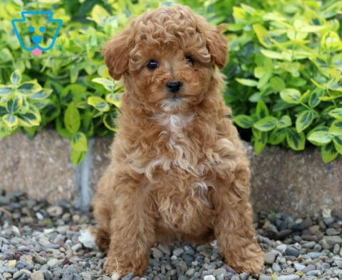 Mable Mini Poodle