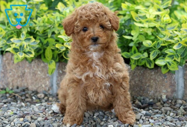Mable Mini Poodle image