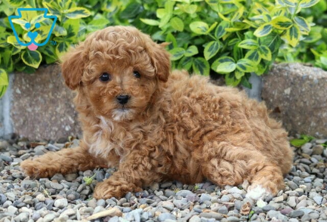 Mable Mini Poodle2 image
