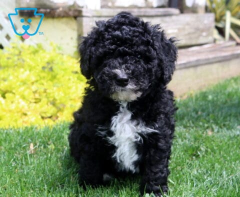 Mac Mini Poodle