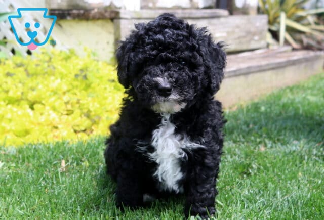 Mac Mini Poodle image