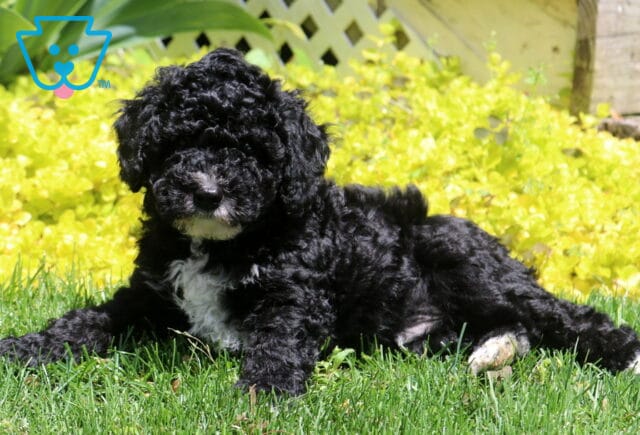 Mac Mini Poodle2 image