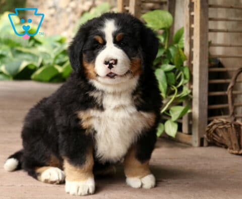 Tri-colored Bernese Mountain Dog puppy with a fluffy coat and white chest posing beside greenery and farmhouse style accents