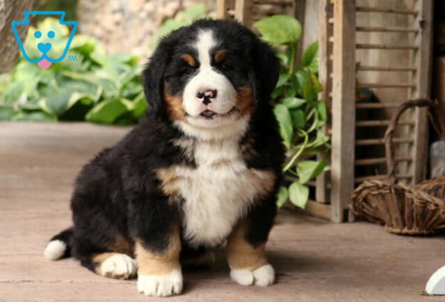 Tri-colored Bernese Mountain Dog puppy with a fluffy coat and white chest posing beside greenery and farmhouse style accents image