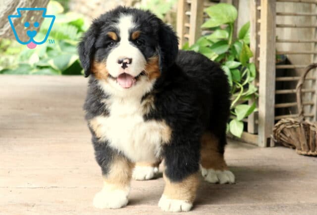 Happy Bernese Mountain Dog puppy with bright eyes and fluffy black, white, and rust coloring standing beside decorative plants indoors image