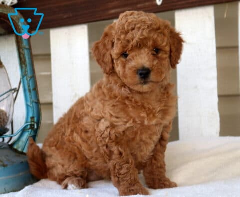 Macy Mini Goldendoodle