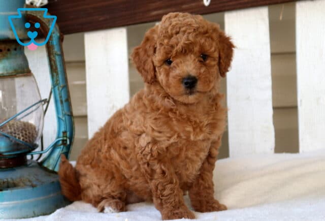 Macy Mini Goldendoodle image