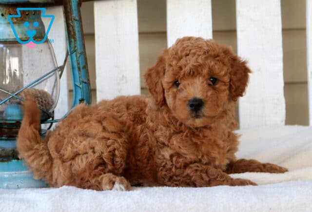 Macy Mini Goldendoodle2 image