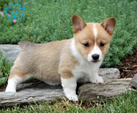 Maddie Corgi