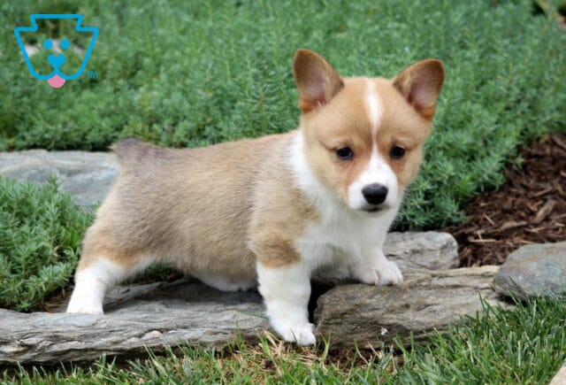 Maddie Corgi image