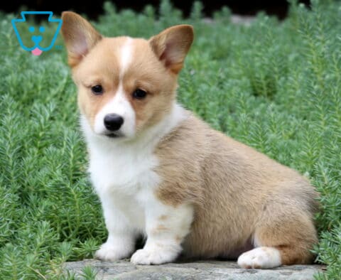 Cute Welsh Corgi puppy with perky ears and a cream-and-white coat sitting among lush green garden plants