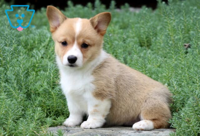 Maddie Corgi2 image