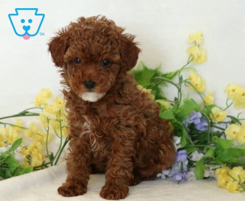 Maggie Mini Poodle