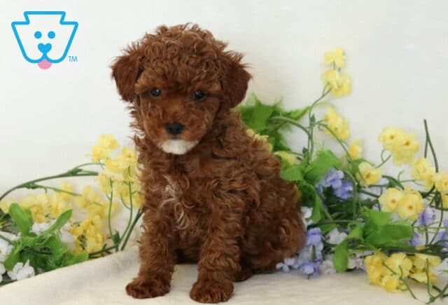 Maggie Mini Poodle image