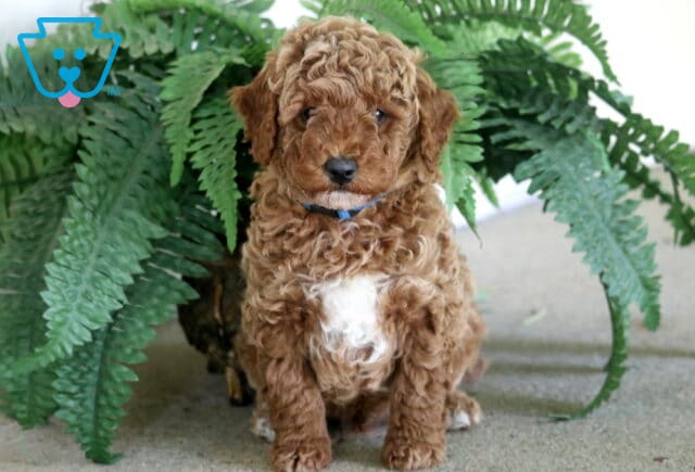 Marcus Toy Poodle image