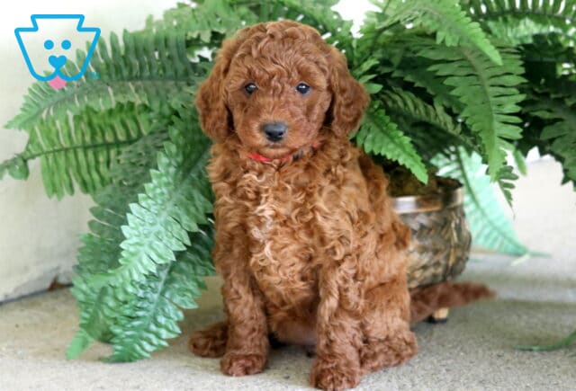 Maria Toy Poodle image