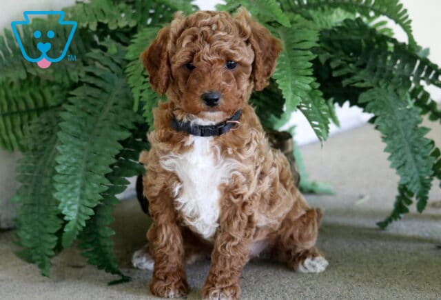 Marianna Toy Poodle image