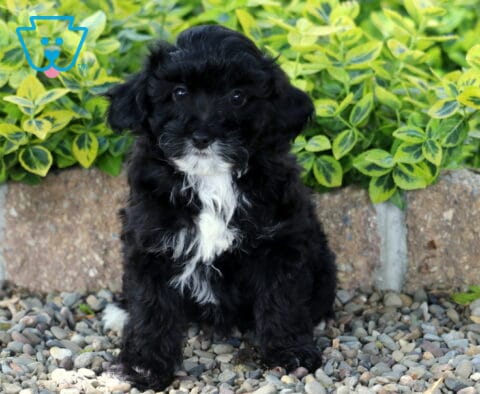Marlie Mini Poodle