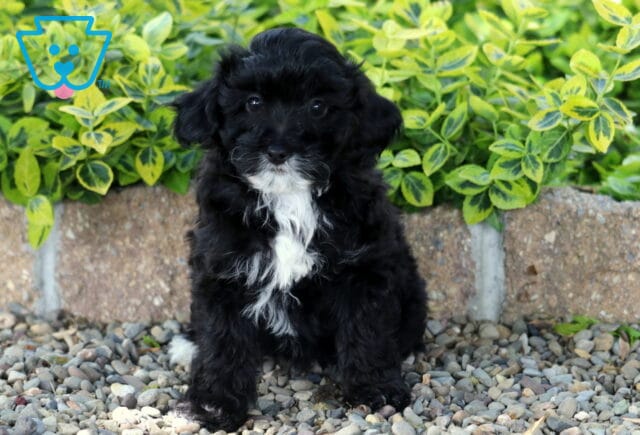 Marlie Mini Poodle image