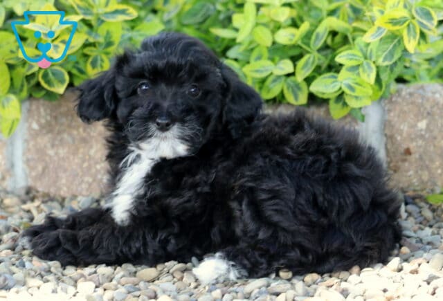 Marlie Mini Poodle2 image