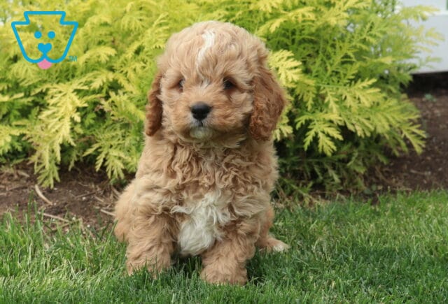 Marty Cockapoo image