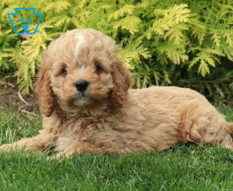 Marty Cockapoo2