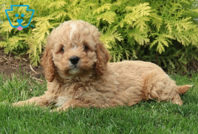 Marty Cockapoo2 image