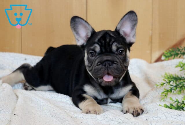 Black and tan French Bulldog puppy lounging on a cozy white blanket with adorable bat ears, wrinkled face, and tongue sticking out beside decorative greenery indoors image