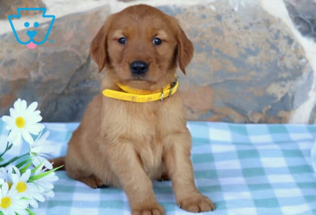 Mason Golden image