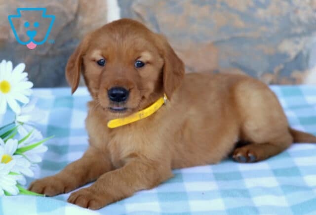Mason Golden2 image