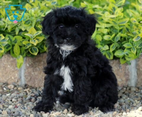 Matilda Mini Poodle