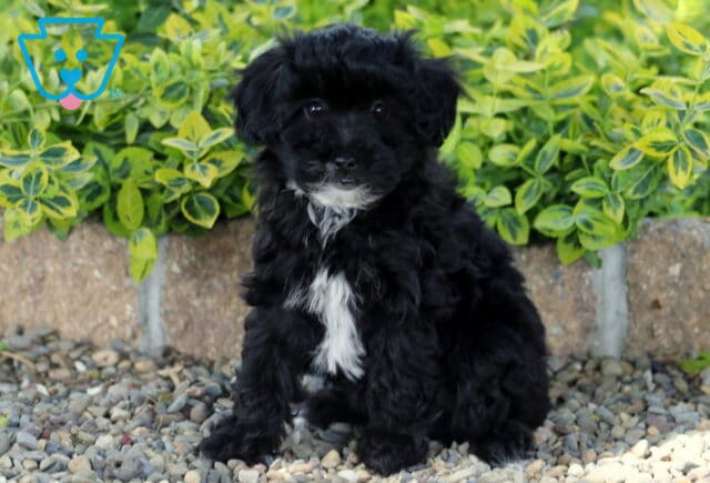 Matilda Mini Poodle image