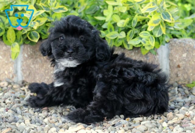 Matilda Mini Poodle2 image