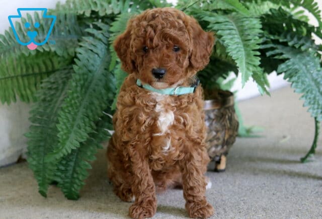 Matthew Toy Poodle image