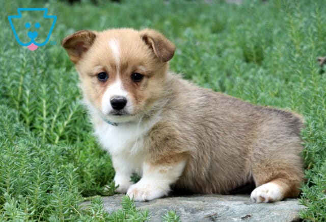 Max Corgi image