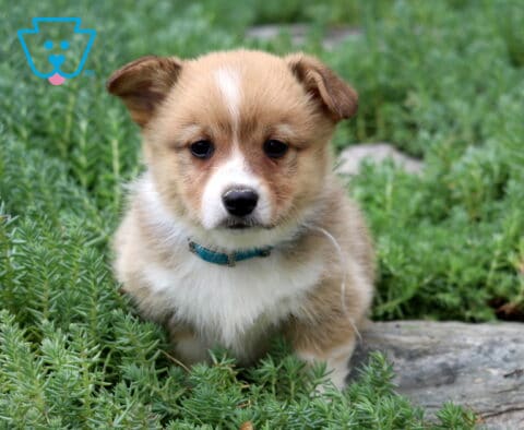 Max Corgi2