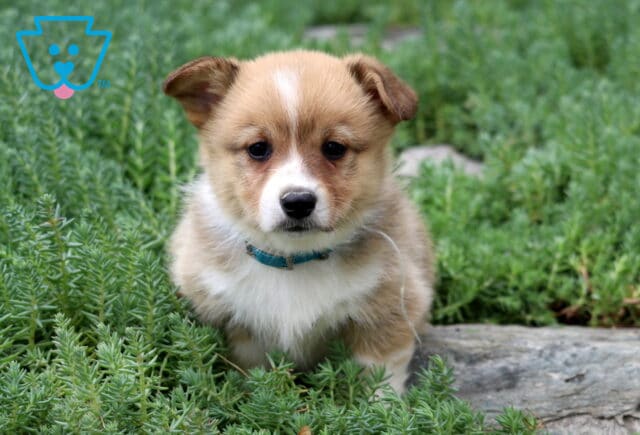 Max Corgi2 image