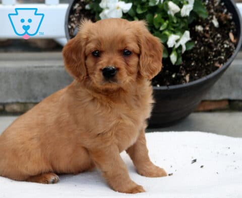 Max Mini Golden