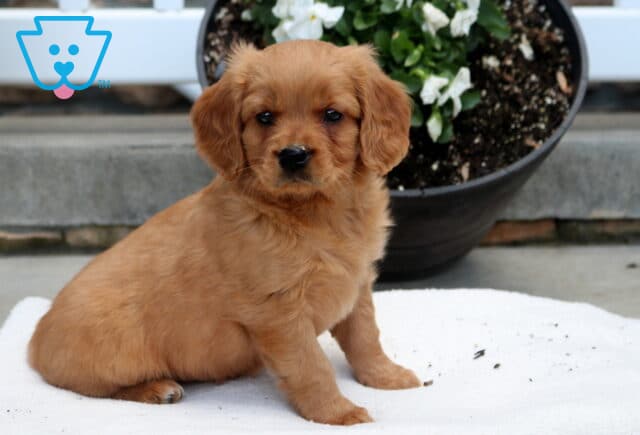 Max Mini Golden image