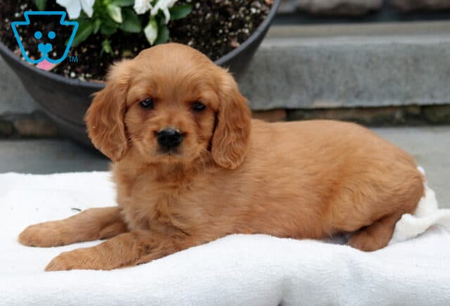 Max Mini Golden2 image
