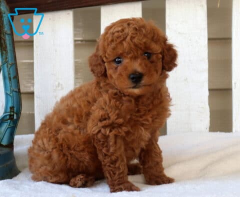Maxie Mini Goldendoodle