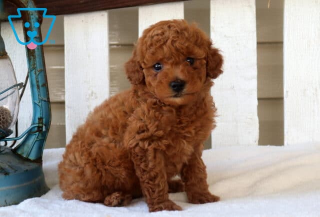 Maxie Mini Goldendoodle image